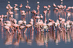 colonyof lesser flamingos